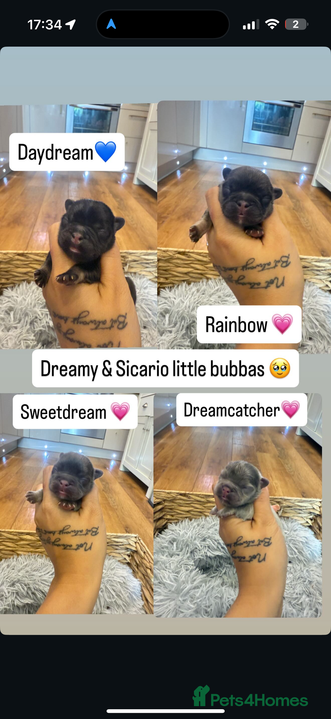 French Bulldog dogs for sale: Full fluffy french bulldogs top quality 2 left  - Image 1