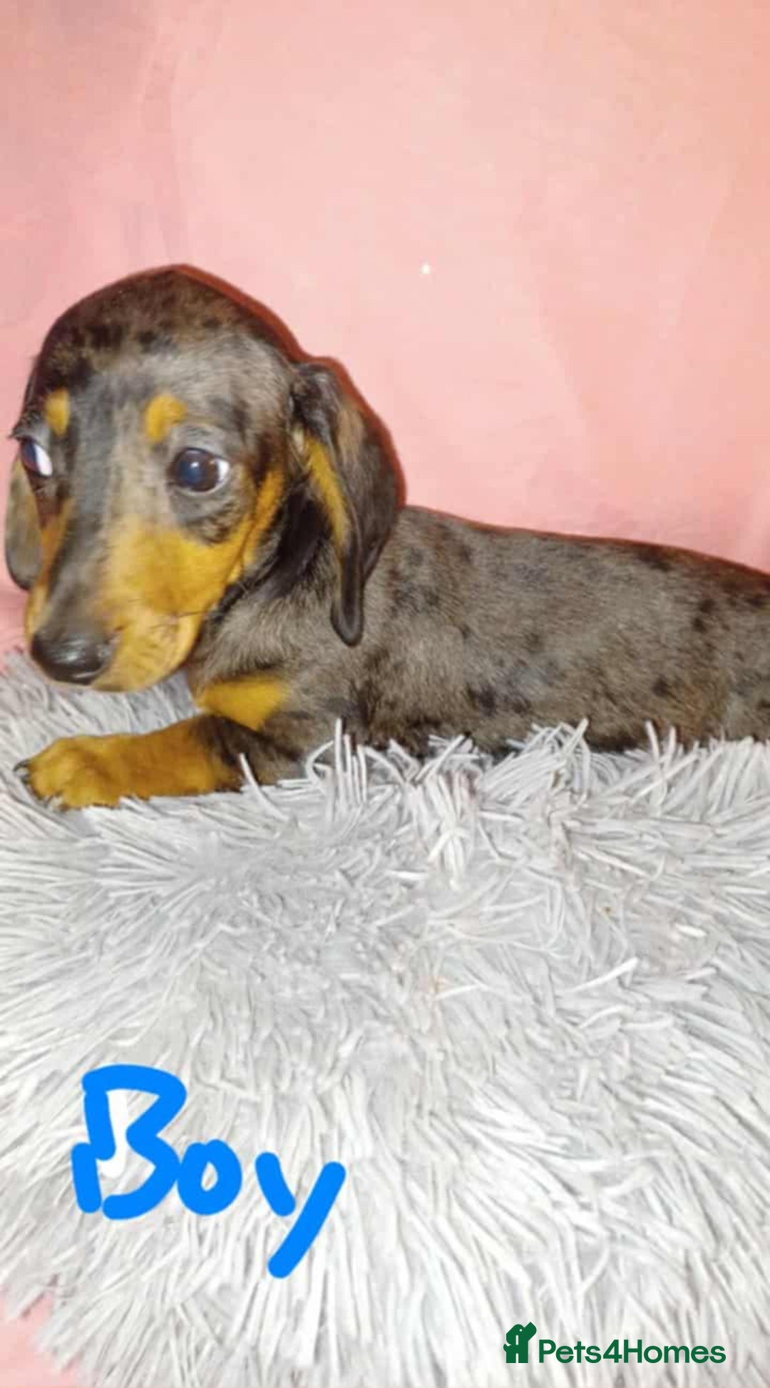 Dachshund dogs for sale: Dachshund puppies  - Advert 6