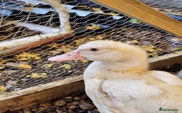 Ducks poultry for sale: 2 Muscovy ducks and 1 Indian runner duck - Advert 4