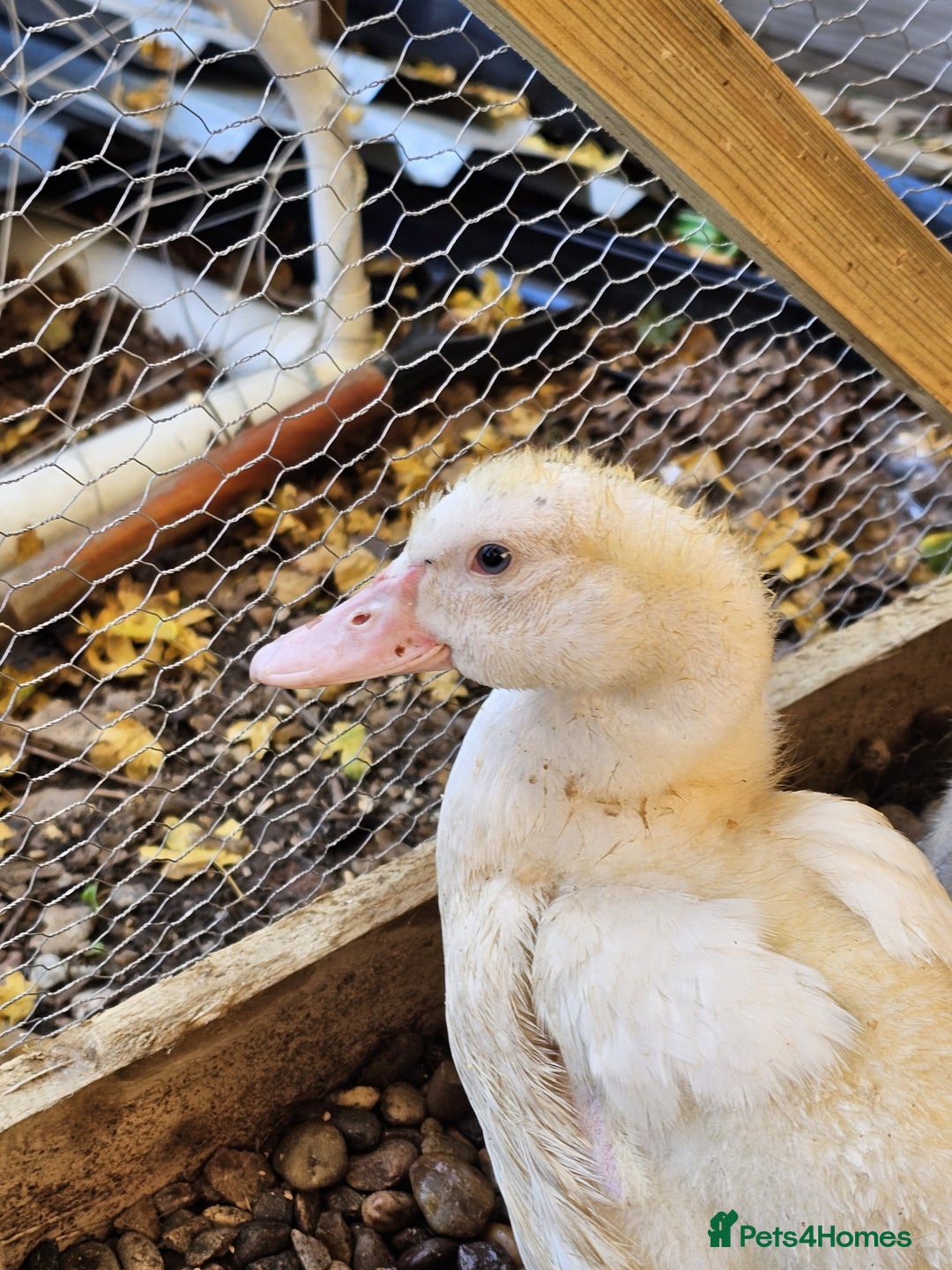 Ducks poultry for sale: 2 Muscovy ducks and 1 Indian runner duck - Advert 4