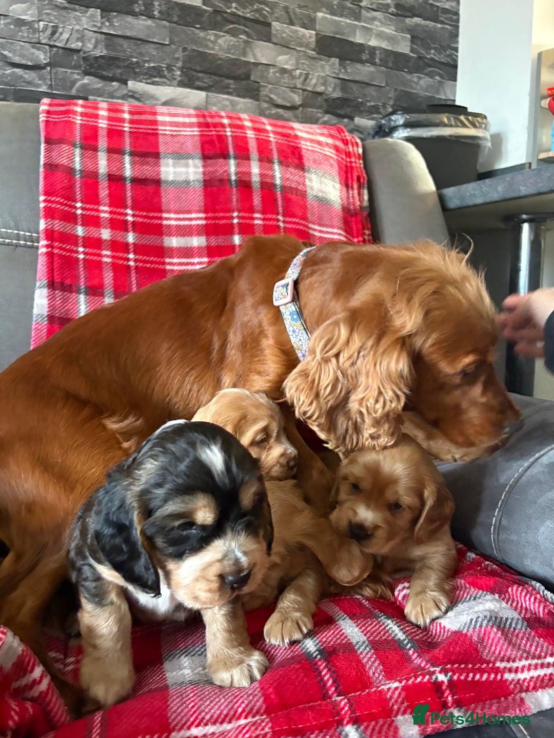 Cocker Spaniel dogs for sale: Show type cocker spaniel pups - Advert 7