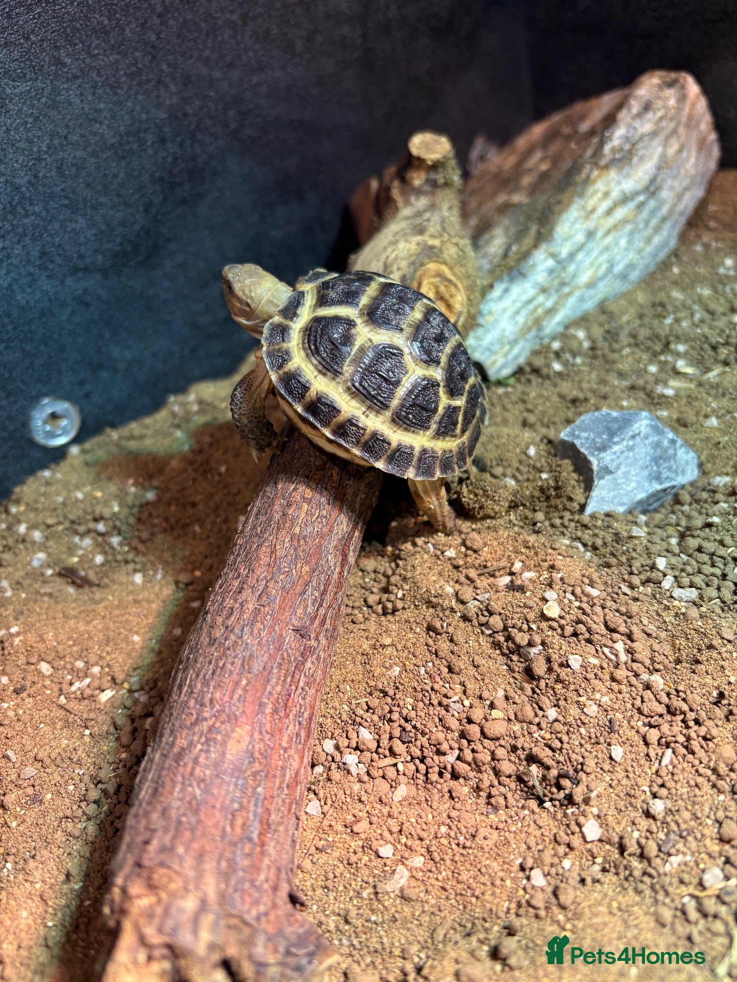 Tortoise reptiles Horsefield Tortoise Complete Setup Included – £140 - Advert 5