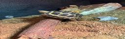 Tortoise reptiles for sale: Horsefield Tortoise Complete Setup Included – £140 in Derby - Advert 1