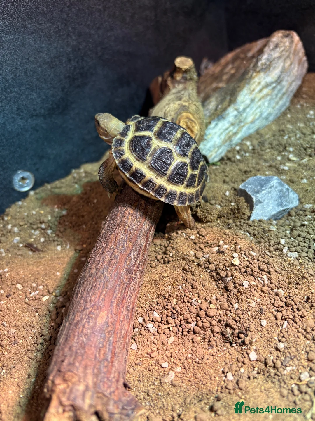 Tortoise reptiles for sale: Horsefield Tortoise Complete Setup Included – £140 in Derby - Advert 1