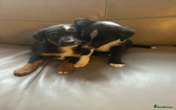 Border Collie dogs for sale: Adorable border collie puppies  - Image 3