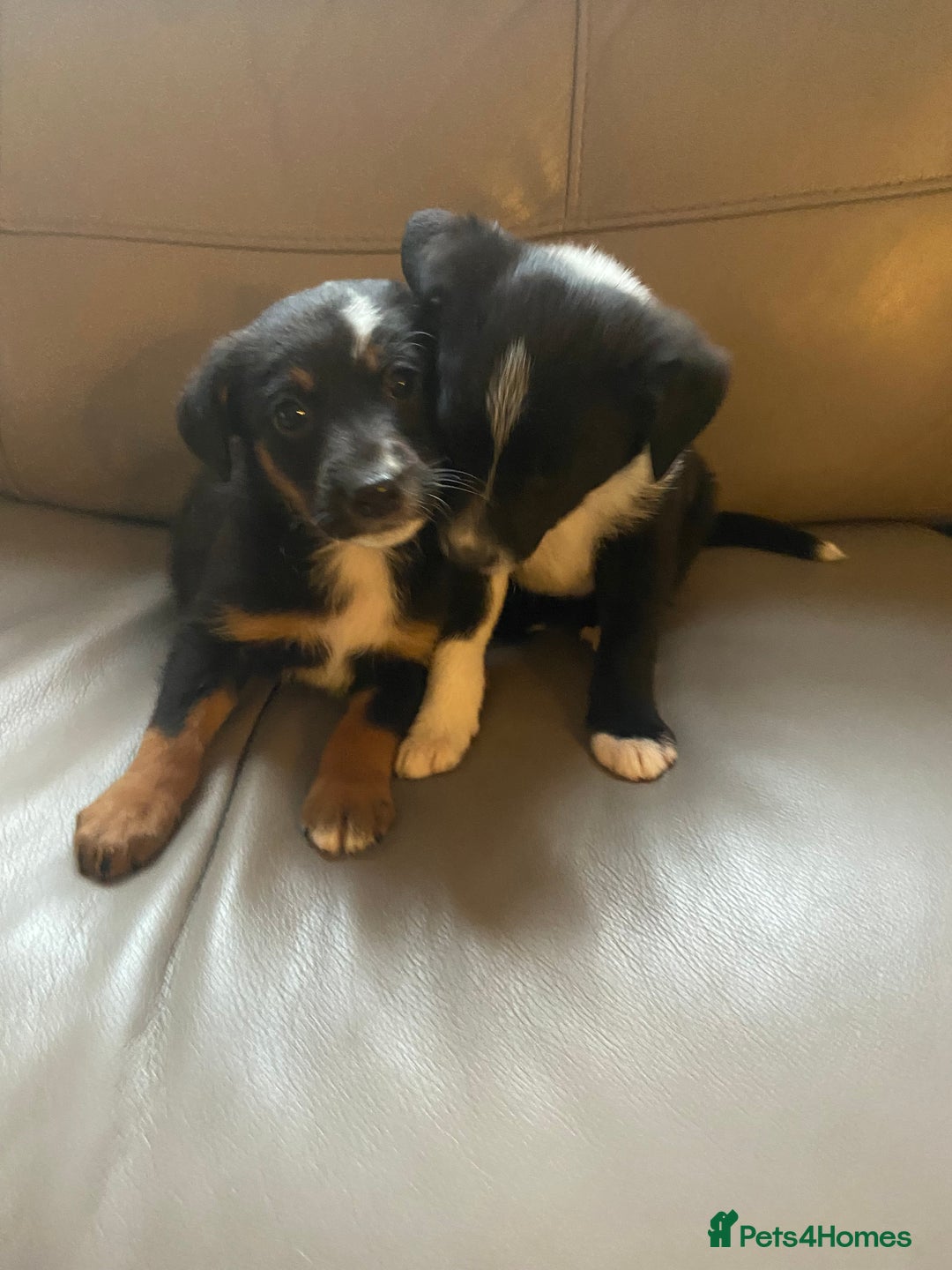 Border Collie dogs for sale: Adorable border collie puppies  - Image 3
