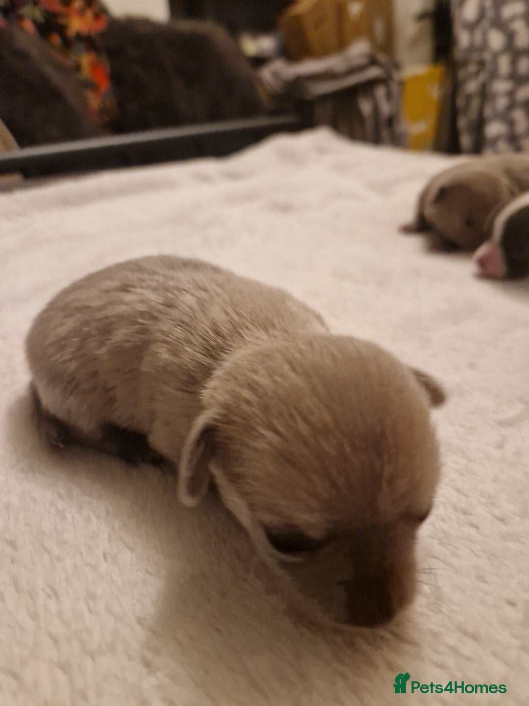 Chihuahua dogs for sale: Female Puppies  - Image 1
