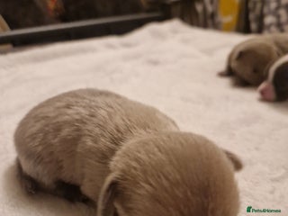 Chihuahua dogs - Advert 13