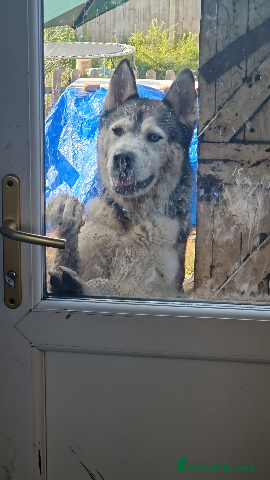 Siberian Husky dogs for sale: Husky for sale  - Image 3