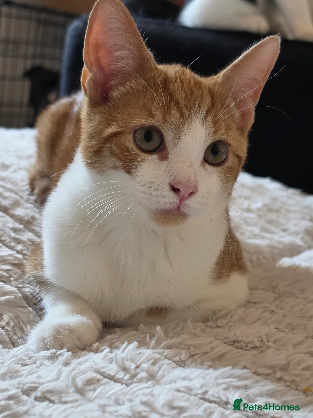 Mixed Breed cats for sale: Calico litter - Advert 2