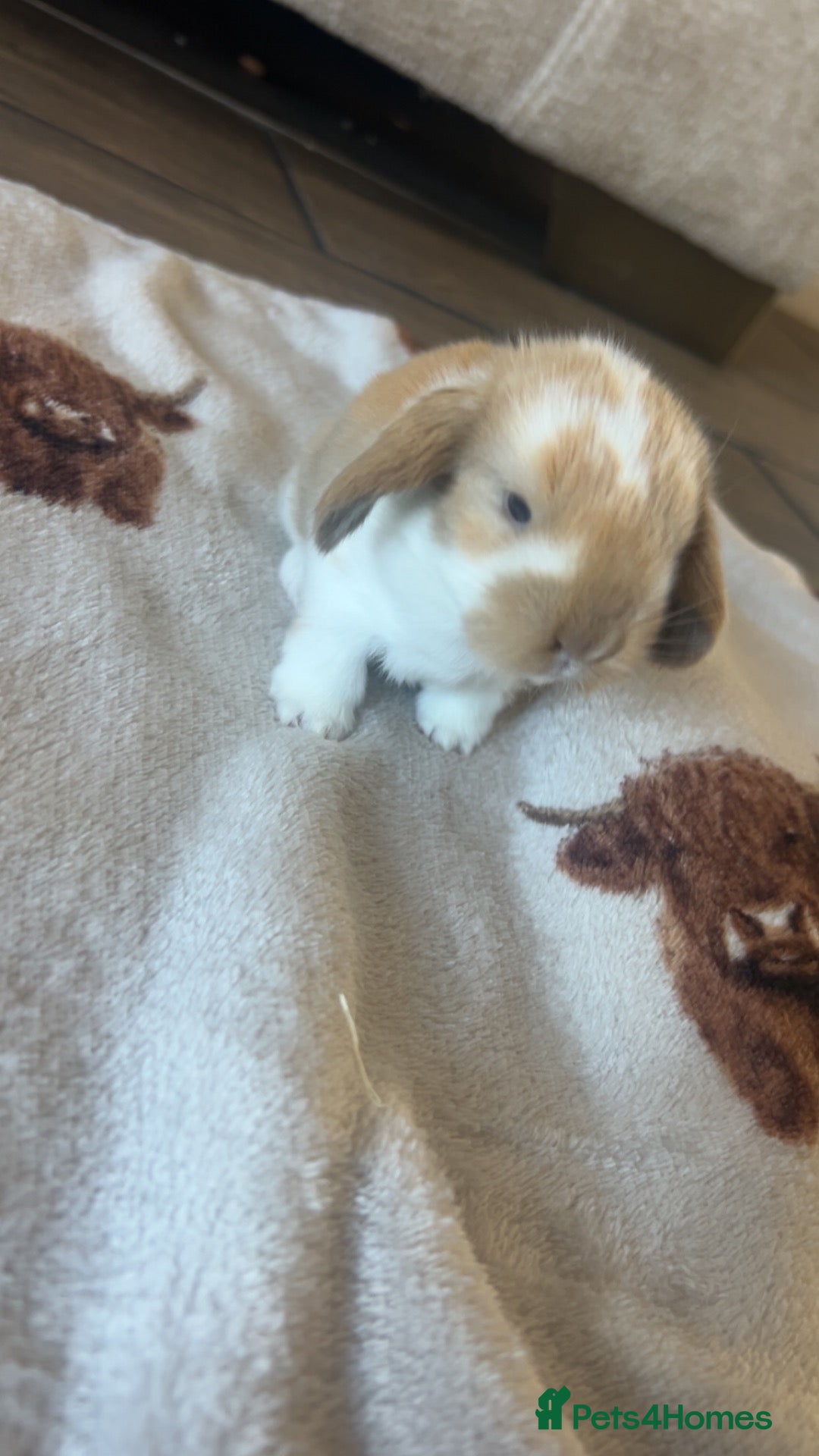 Mixed Breed rabbits Beautiful giant French- mini lop babies🐰💕 - Advert 1