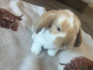 Mixed Breed rabbits Beautiful giant French- mini lop babies🐰💕 - Advert 1