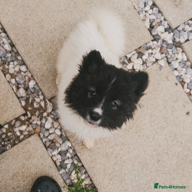 Akita dogs Quality Family Raised American Akita Puppy - Advert 1