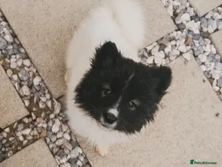 Akita dogs Quality Family Raised American Akita Puppy - Advert 1