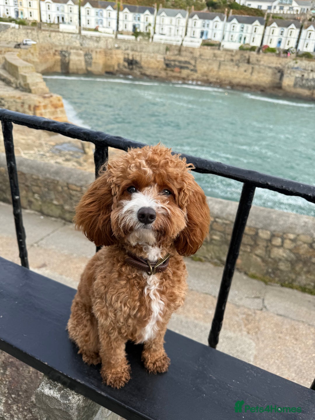 Cavapoo dogs for stud: For stud only  - Image 3