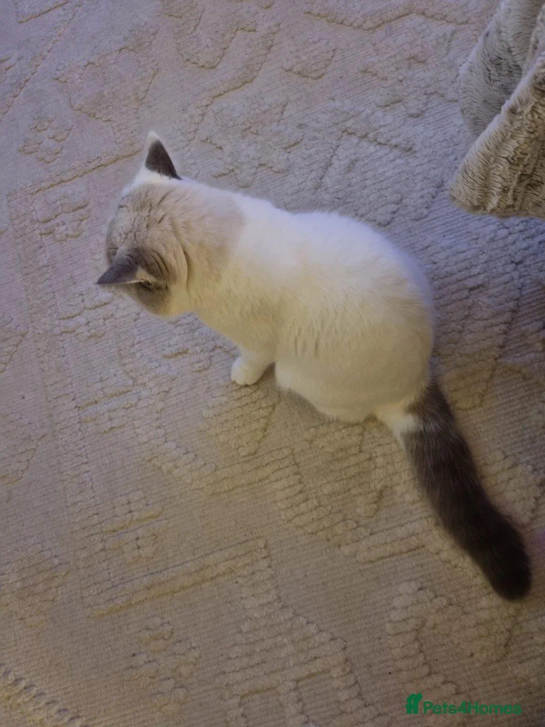 Exotic cats for stud: Blue Cream Point Exotic Shorthair Male for Stud - Advert 3