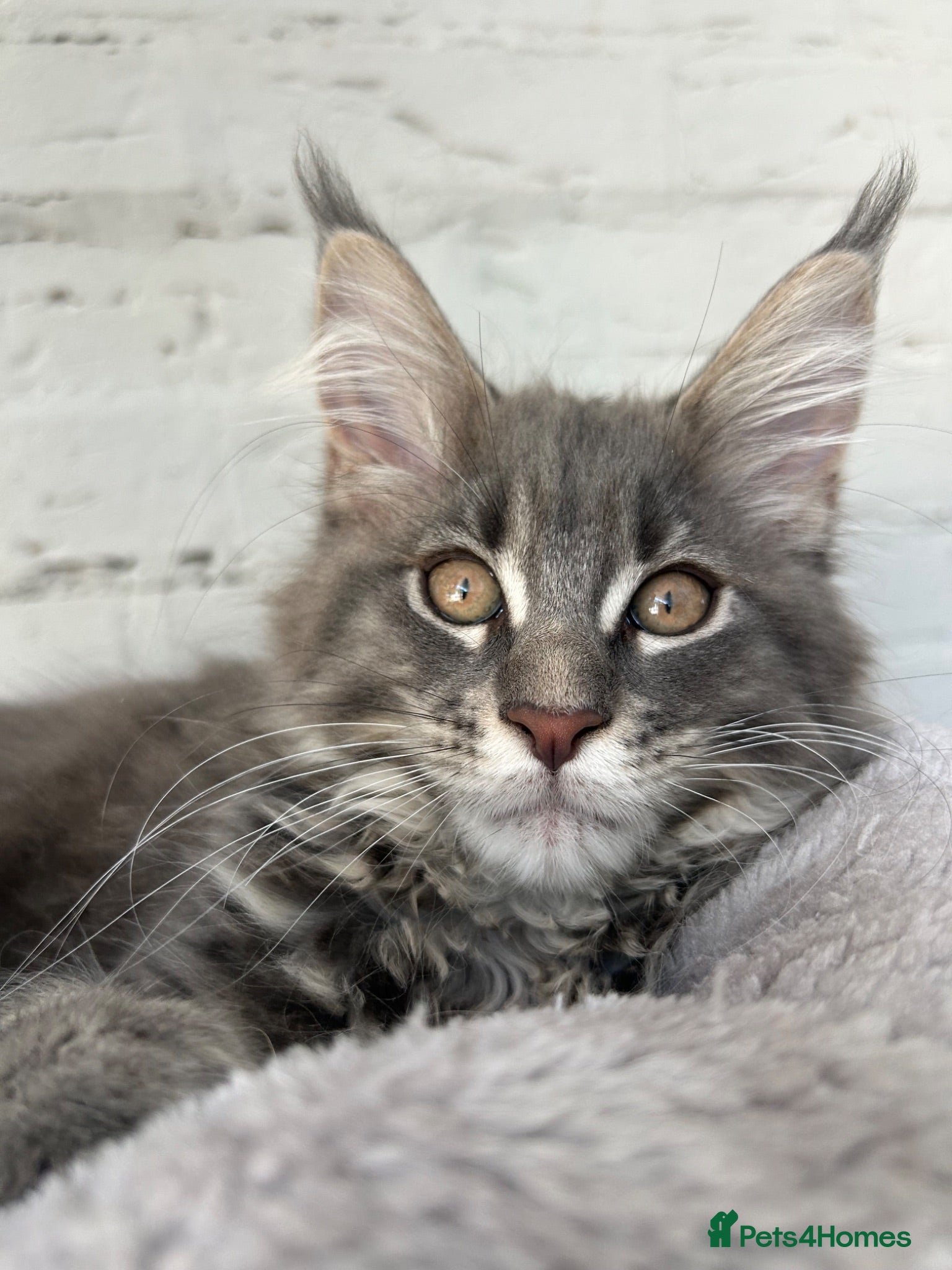 Maine Coon cats XXL Blue Maine Coon Kittens TICA Registered - Advert 1