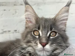 Maine Coon cats Massive Maine Coon Kittens TICA Registered - Advert 2