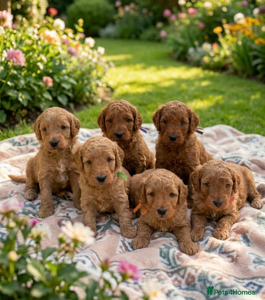 Australian Labradoodle dogs 🌟 Australian Labradoodle Puppies – 3 Weeks Old 🌟 - Advert 3