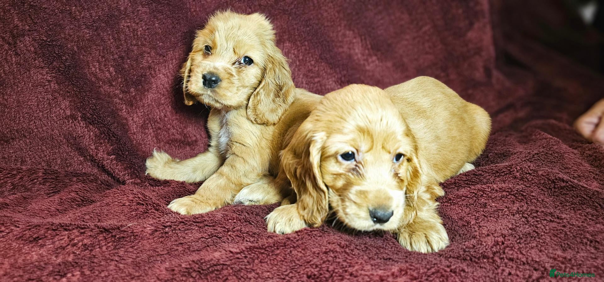 Cocker Spaniel dogs KC show type cicker spaniels  - Advert 2
