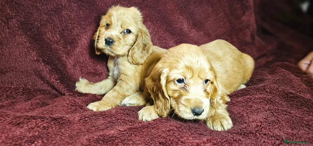 Cocker Spaniel dogs for sale: KC show type cicker spaniels  - Advert 2