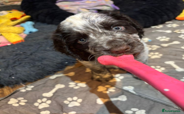 Cocker Spaniel dogs - Advert 4