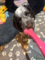 Cocker Spaniel dogs - Advert 8