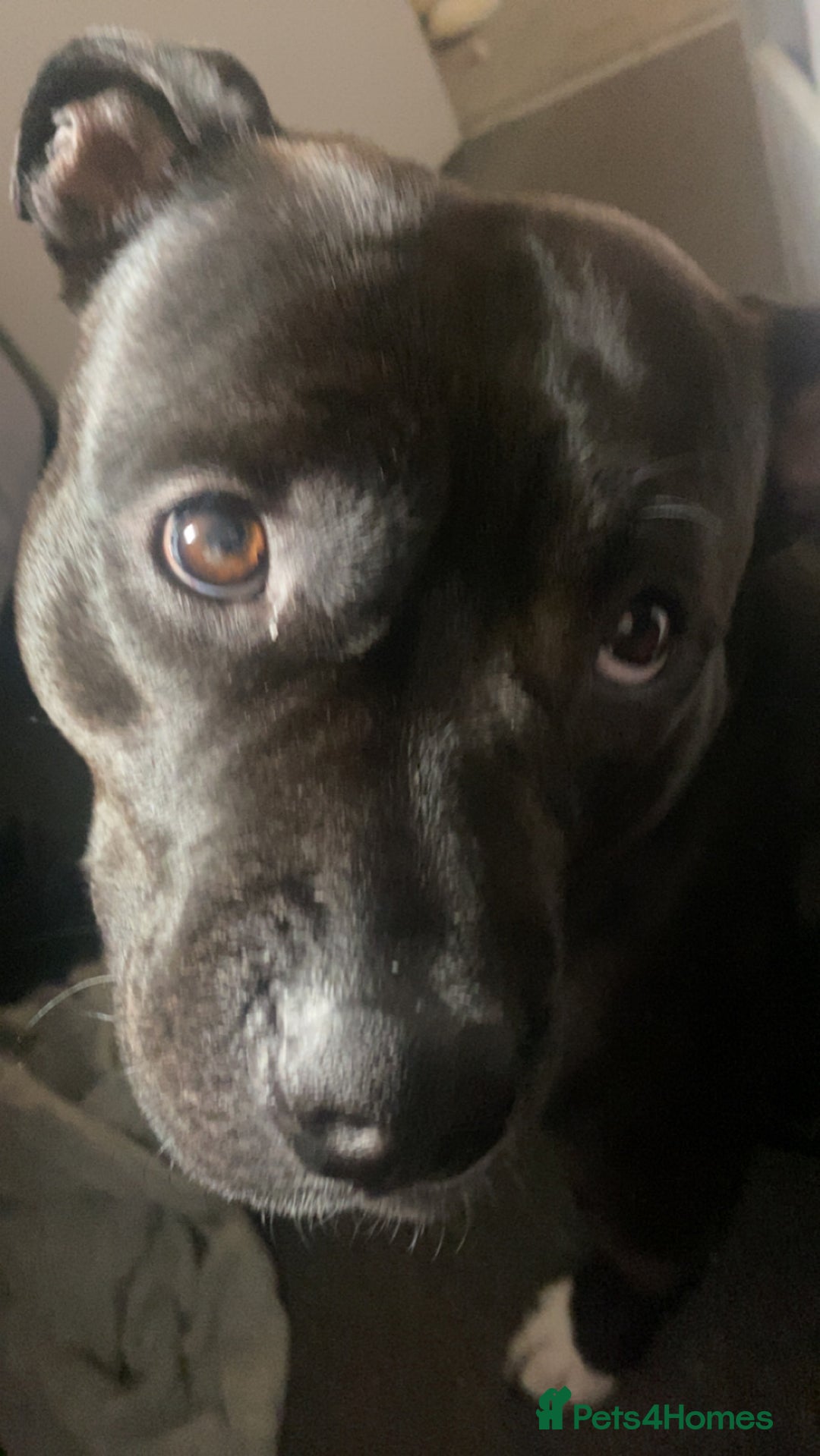 Mixed Breed dogs for sale: Luna- 2 year old pocket bully  in Annan - Image 2