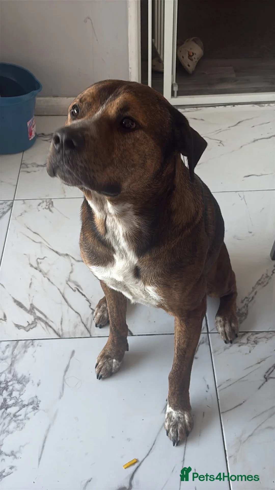 Mixed Breed dogs for sale: Bear  in Birmingham - Advert 3