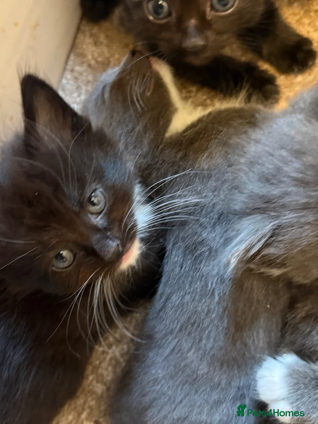 Mixed Breed cats for sale: Litter of 5 beautiful kittens  - Advert 8