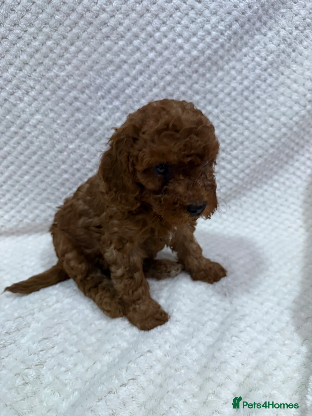 Cavapoo dogs for sale: FB1 Cavapoo - Advert 13