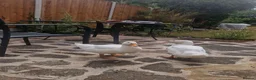Ducks poultry for sale: 2 female ducks for sale - Advert 2