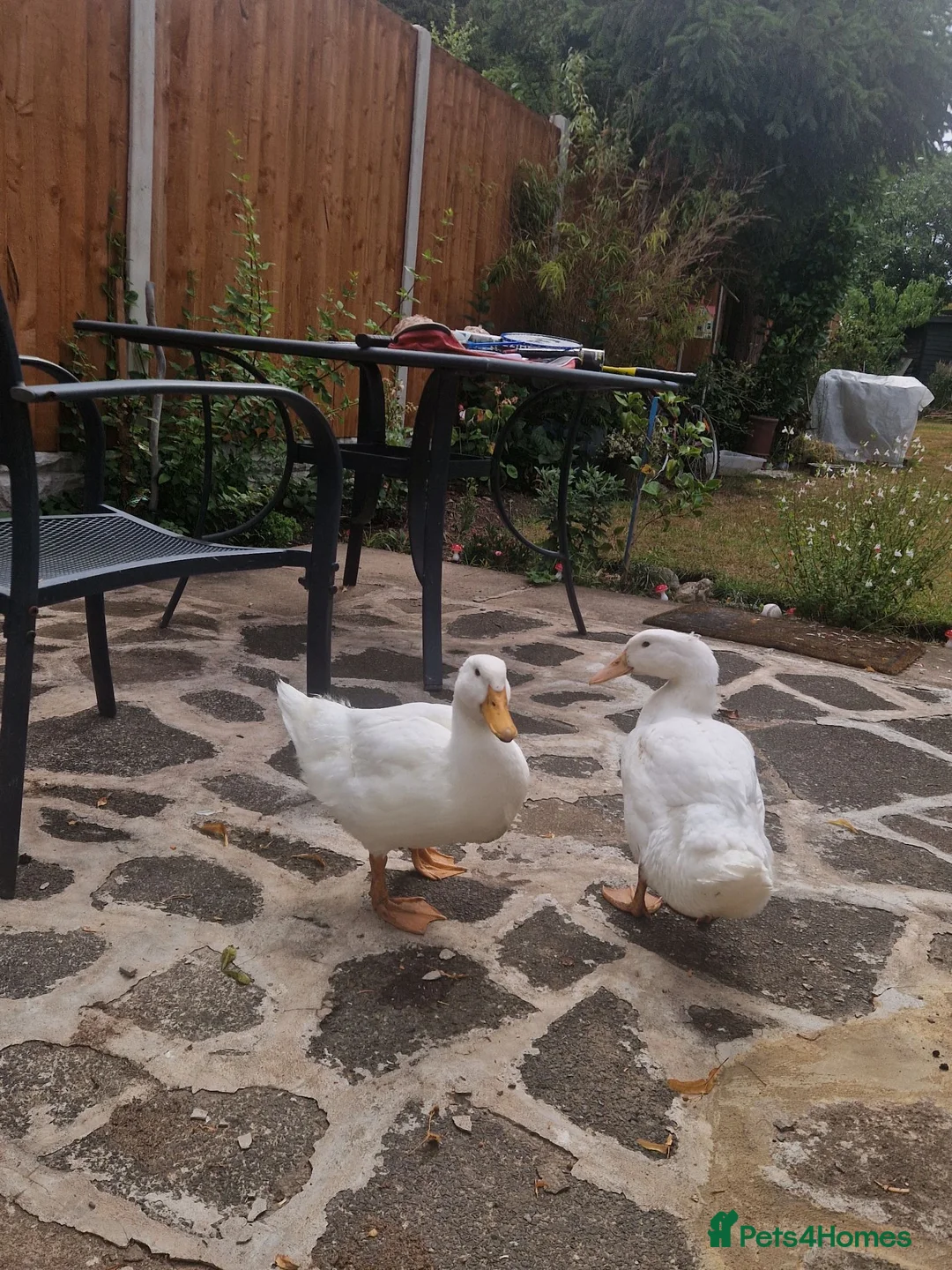 Ducks poultry for sale: 2 female ducks for sale - Advert 2