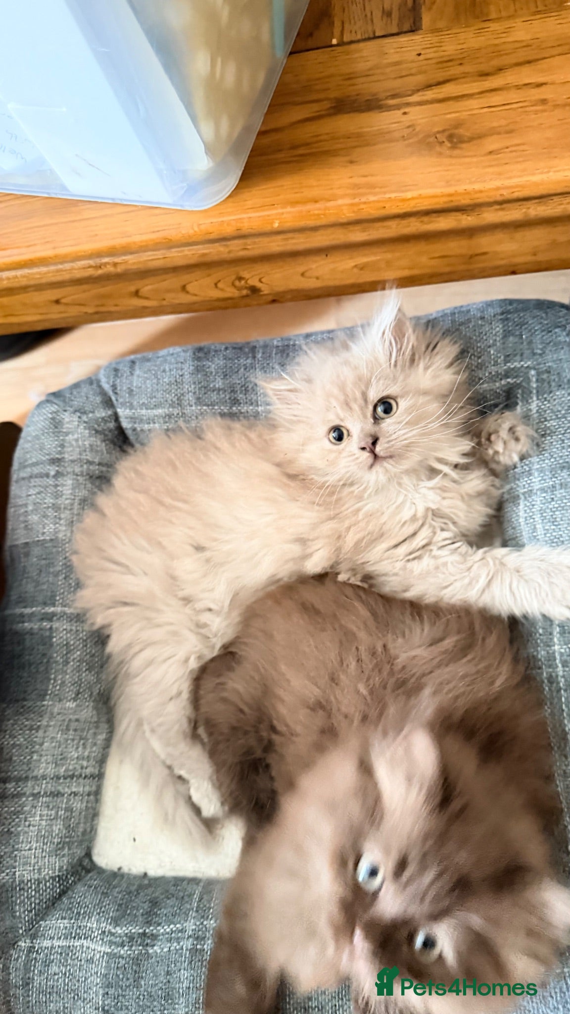 Persian cats Ready to goBeautiful Persian Kittens for Sale 🐾 - Advert 2