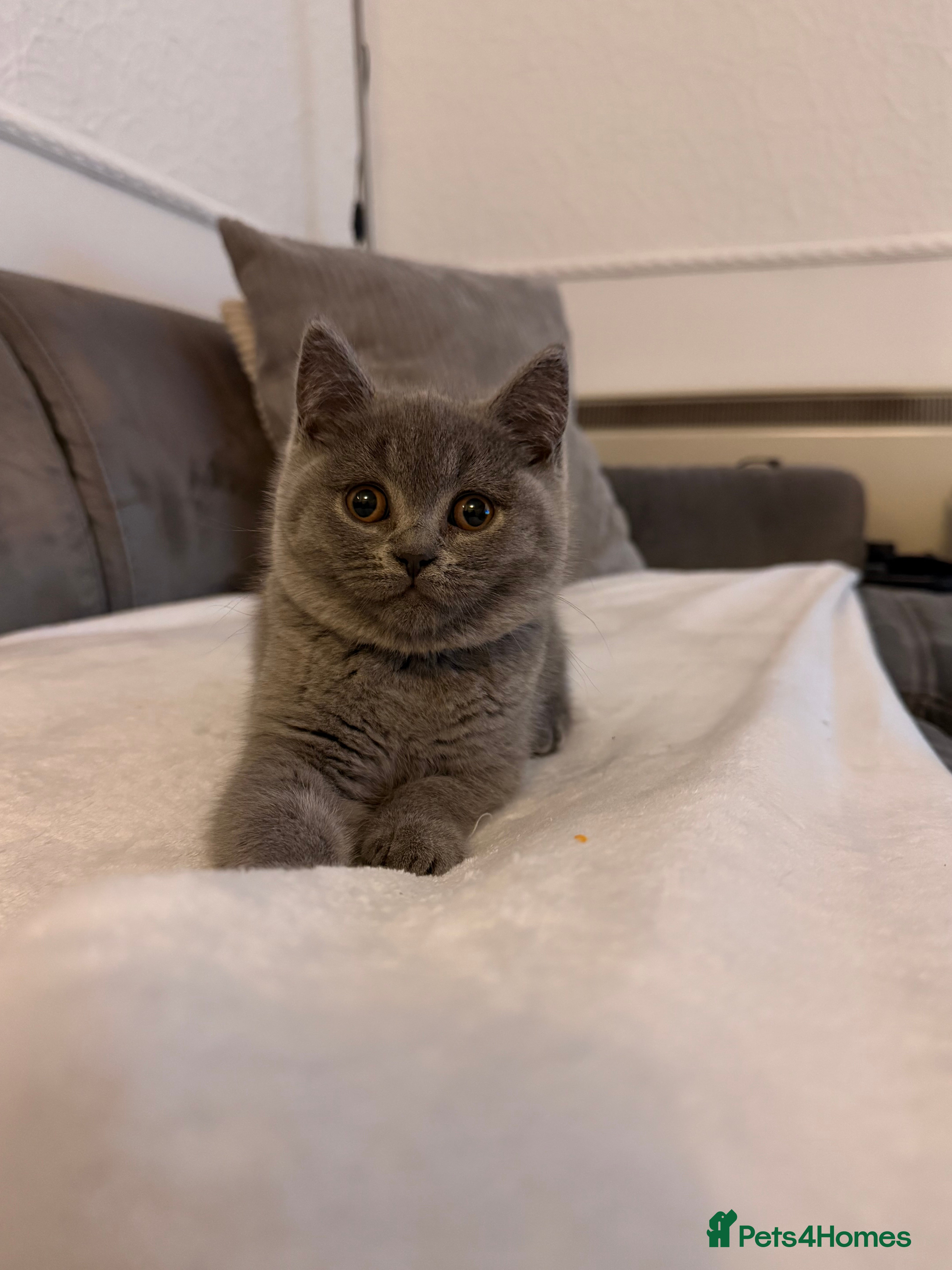British Shorthair cats Only one girl left! British Shorthair kittens - Advert 13