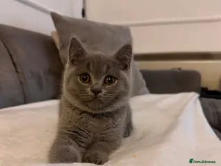 British Shorthair cats Only one girl left! British Shorthair kittens - Advert 13