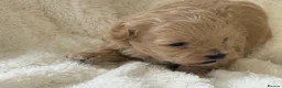 Maltipoo dogs for sale: Stunning Maltipoo’s - Advert 10