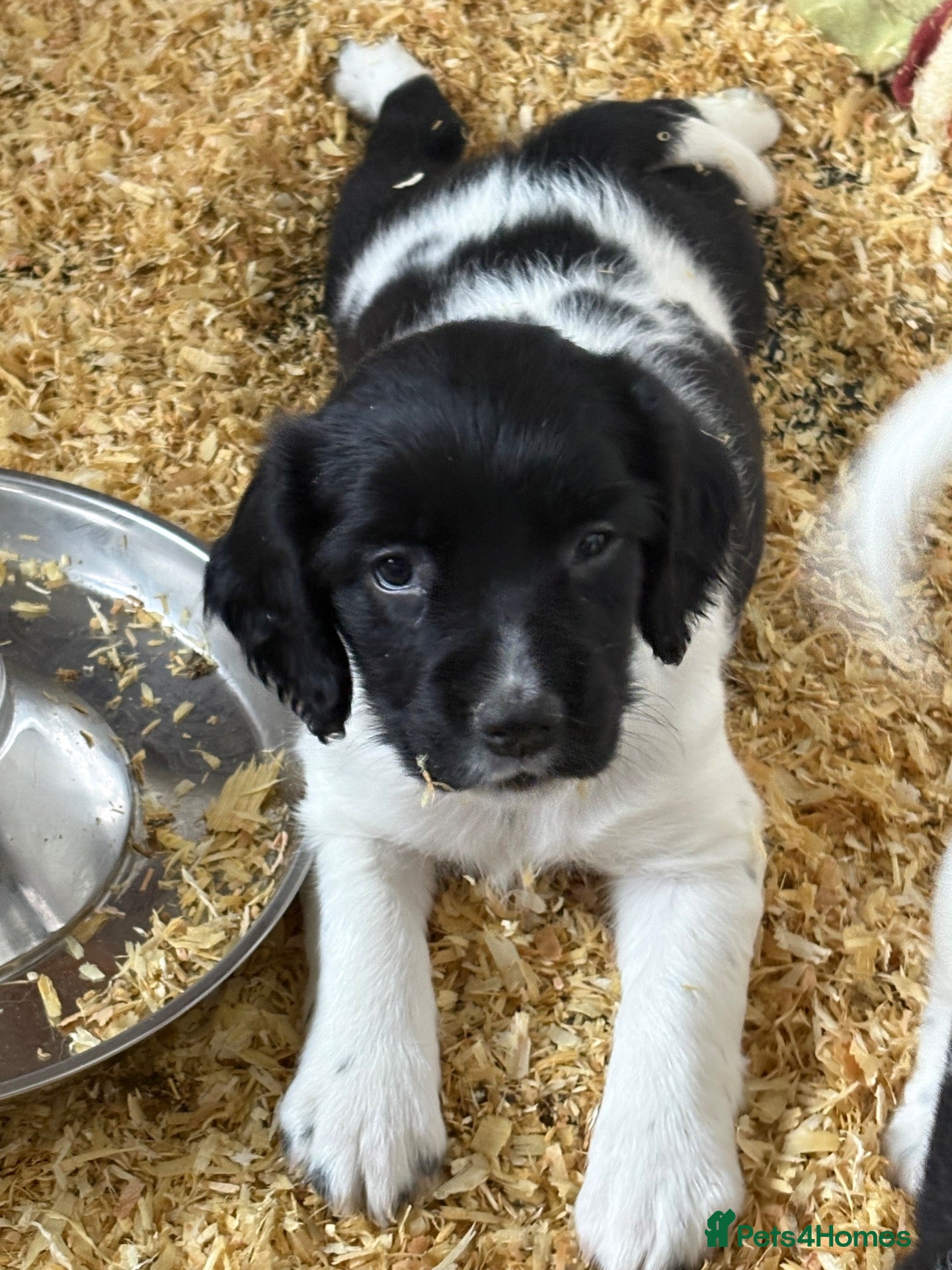 English Springer Spaniel dogs for sale: Outstanding litter looking for fantastic homes - Advert 3