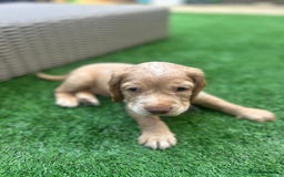 Cocker Spaniel dogs for sale: Beautiful Family-Raised Cockers – Aug 11 Ready - Image 14