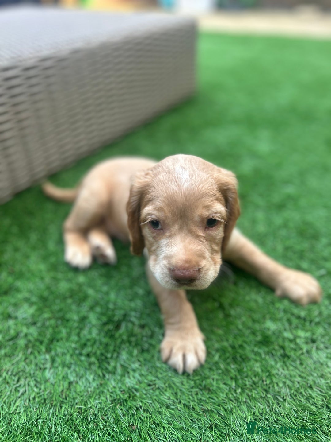 Cocker Spaniel dogs for sale: Beautiful Family-Raised Cockers – Aug 11 Ready - Image 14