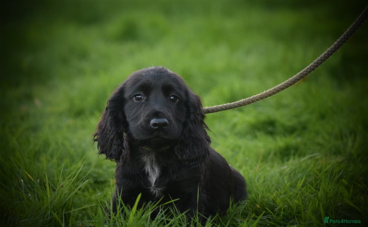 Cocker Spaniel dogs Gorgeous KC Cocker Spaniel Pups - Advert 4