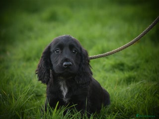 Cocker Spaniel dogs Gorgeous KC Cocker Spaniel Pups - Advert 9