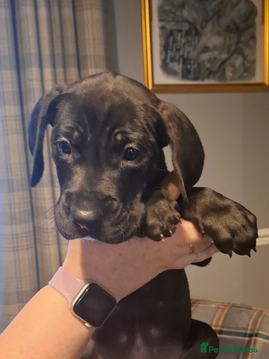 Great Dane dogs for sale: Great Dane puppies K.C Registered  - Advert 17