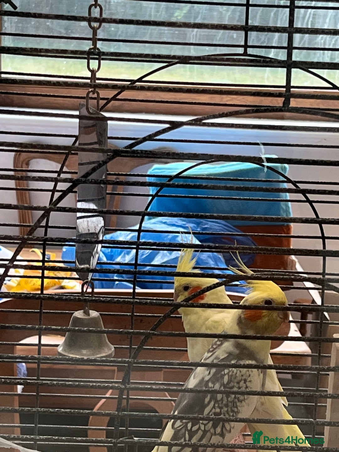 Cockatiels birds for sale: Pair of loving Latino rare cockatiels  - Advert 2