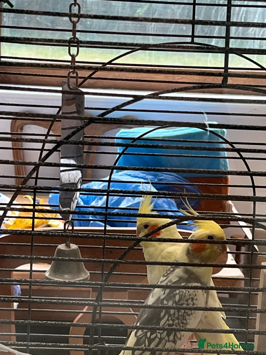 Cockatiels birds for sale: Pair of loving Latino rare cockatiels  - Advert 2