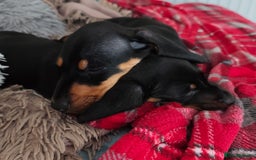 Dachshund dogs for sale: MINIATURE DACHSHUND!Only boy left. - Image 14