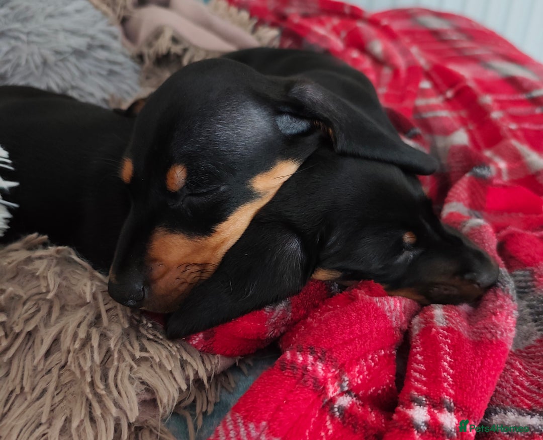 Dachshund dogs for sale: MINIATURE DACHSHUND!Only boy left. - Image 14