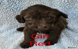 Cocker Spaniel dogs for sale: Cocker spaniel  - Image 5