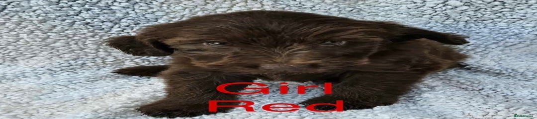 Cocker Spaniel Puppy 7