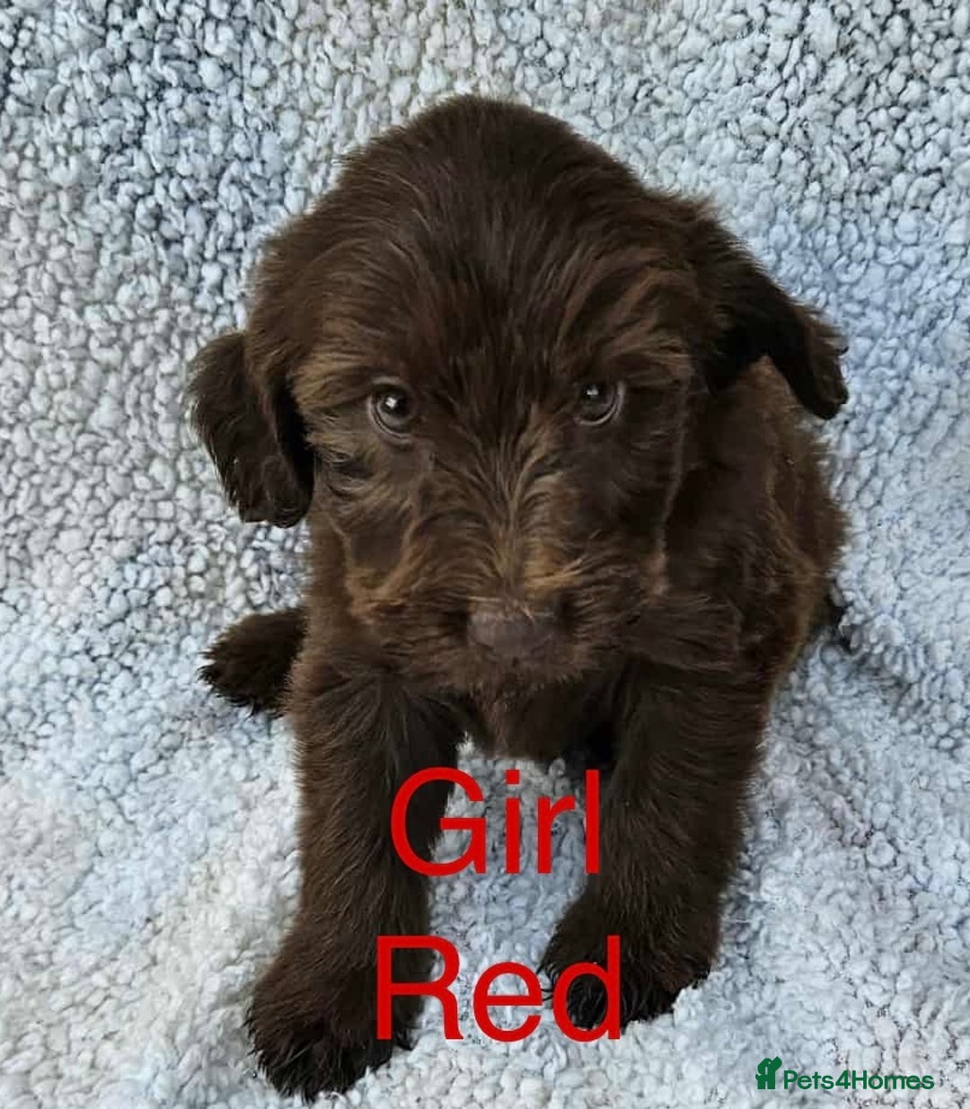 Cocker Spaniel dogs for sale: Cocker spaniel  - Image 5